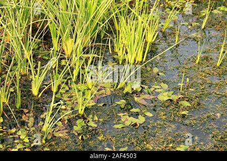 Swamp Habitat. An area of low-lying, uncultivated ground where water collects. Home for different kinds of birds and creatures. Stock Photo