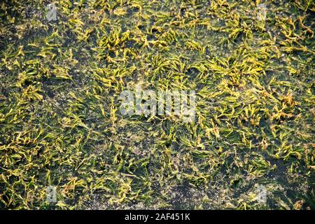 Swamp Habitat. An area of low-lying, uncultivated ground where water collects. Home for different kinds of birds and creatures. Stock Photo