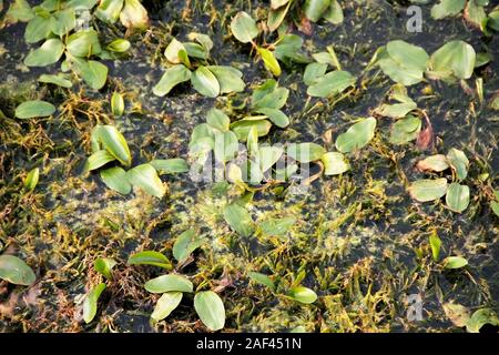 Swamp Habitat. An area of low-lying, uncultivated ground where water collects. Home for different kinds of birds and creatures. Stock Photo