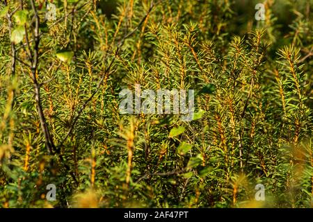 close up of  interrupted club-moss growing on the ground inside of a forest in Poland Stock Photo