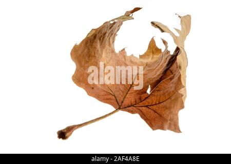Dry maple leaf isolated on white background. Studio shot of a dry maple leaf. Stock Photo