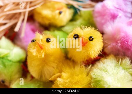 Fluffy pink, yellow and green small fake easter chicks and natural raffia nest material. One chicken is looking at the camera. Stock Photo