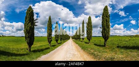 Panoramic view of a small gravel road in agricultural landscape, flanked by cypresses at both sides Stock Photo