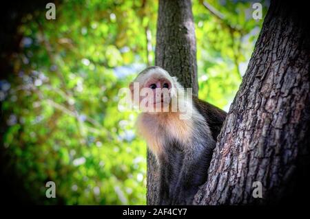 Capuchin. Costa Rica Stock Photo