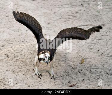 Osprey bird close-up profile view spread wings looking at the camera with sand background foreground displaying its brown plumage head, talons  in its Stock Photo