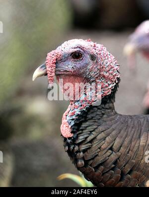Wild turkey bird head close-up profile view with bokeh background view displaying head, beak, eye, wattle, gobgbler, in its environment and surroundin Stock Photo
