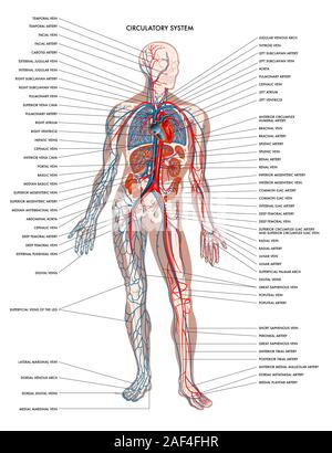 Labelled diagram showing the details of the human body circulatory system. Stock Photo