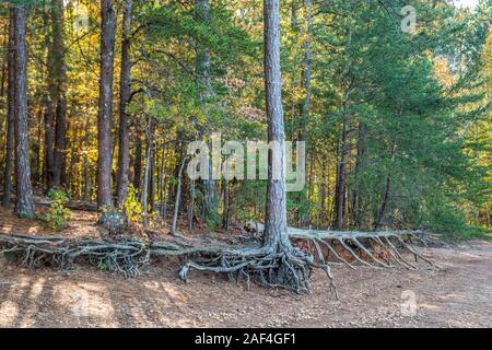 Drought conditions at Lake Lanier, Georgia shoreline erosion with exposed tree roots and fallen trees on the beach on a sunny afternoon in autumn Stock Photo