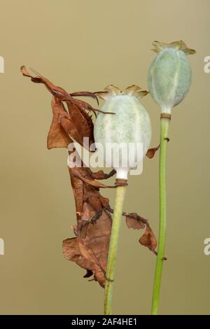 Ghost Mantis (Phyllocrania paradoxa) showing leaf like camouflage Stock Photo