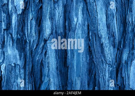 The textured bark of a young coastal redwood in trendy blue color. Sequoia bark natural background. Close-up. Mockup for your design. Color of the yea Stock Photo