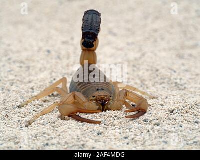 Highly venomous fattail scorpion, Androctonus australis, on sand, front view. This species from North Africa and the Middle East, is one of the most d Stock Photo