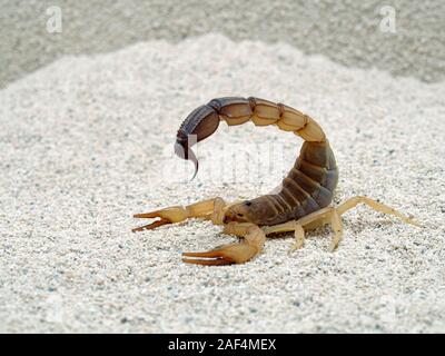 Highly venomous fattail scorpion, Androctonus australis, on sand, side view, closeup. This species from North Africa and the Middle East, is one of th Stock Photo