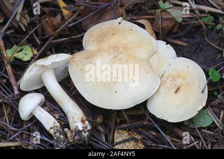 Tricholoma stiparophyllum, known as the chemical knight mushroom, fungus from Finland Stock Photo