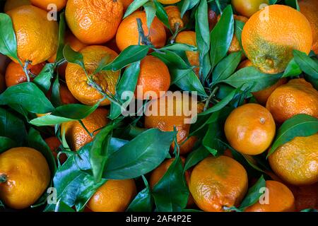 Fresh mandarin oranges fruit or tangerines with leaves as background, top view Stock Photo