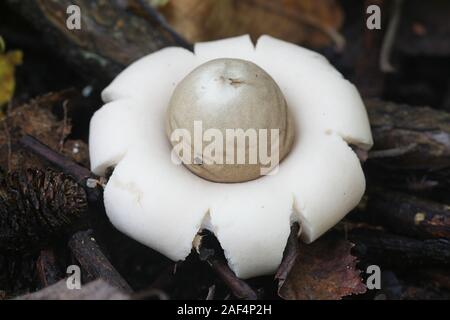 Geastrum fimbriatum, known as the fringed earthstar or the sessile earthstar, wild mushrooms from Finland Stock Photo