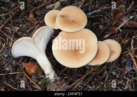 Paralepista flaccida (also called Clitocybe flaccida, Clitocybe inversa, Lepista flaccida and Lepista inversa), the tawny funnel cap, mushrooms from F Stock Photo