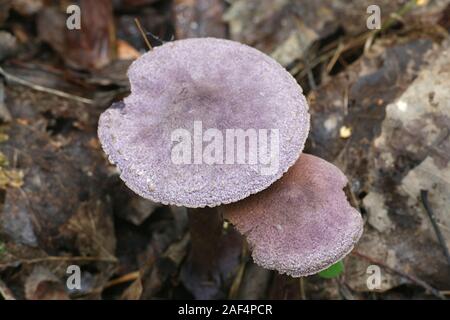 Cortinarius violaceus, known as the violet webcap or violet cort, wild mushrooms from Finland Stock Photo