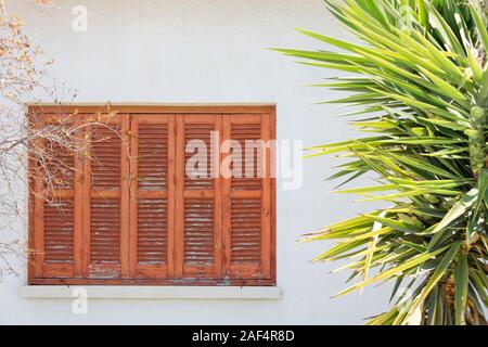 Bright green young palm tree grows near the windows of the house Stock Photo