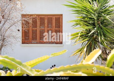 Bright green young palm tree grows near the windows of the house Stock Photo