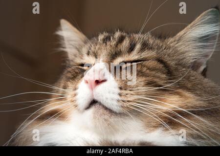 closeup of a beautiful dreaming norwegian forest cat with his eyes close. Stock Photo