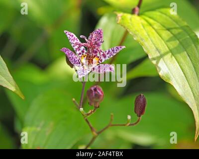 exotic purple white and yellow spotted flower of Toad Lily (Tricyrtis hirta) Kirkcudbright, Dumfries & Galloway,Scotland, UK Stock Photo