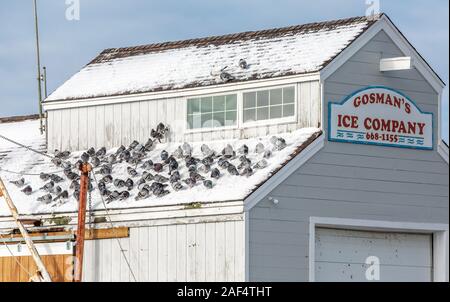 pigeons taking refuge from the cold on a Gosmans Ice Company building in Montauk, NY Stock Photo