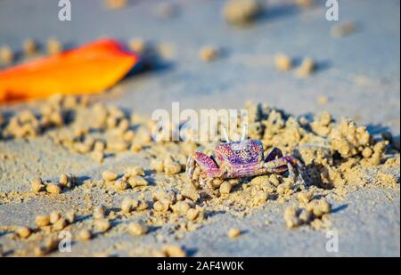 A small red crab on a sandy beach in a sea lagoon in Africa, Senegal. It is a wildlife photo in nature. Stock Photo