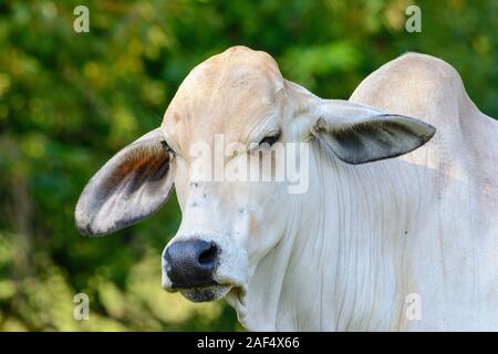 Brahman Heifer close-up of head, face and shoulders Stock Photo