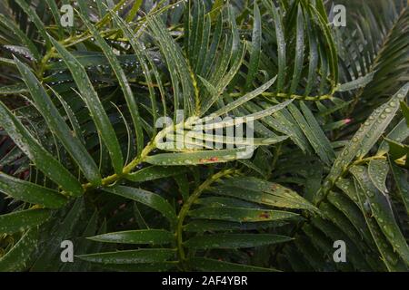 Cycads (Encephalartos sp Stock Photo - Alamy