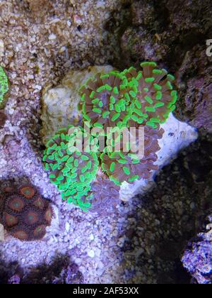 Euphyllia paraancora colorful LPS coral in closeup underwater scene Stock Photo