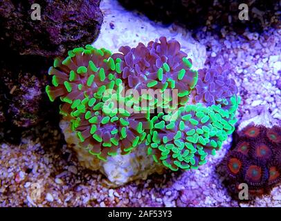 Euphyllia paraancora colorful LPS coral in closeup underwater scene Stock Photo