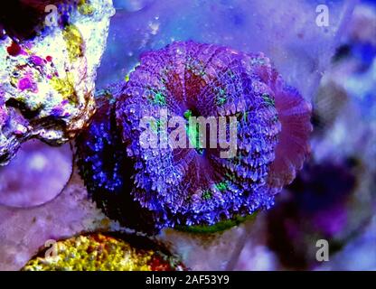 Acanthastrea Lordhowensis Coral - (Micromussa lordhowensis) Stock Photo