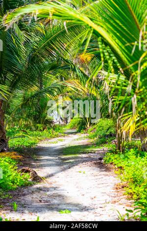 Sandy path through green jungle on tropical island, Panama Stock Photo