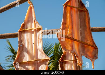 Fish hanging up to dry on fishing boats in the port of Camara De Lobos, Madeira, Portugal. Stock Photo