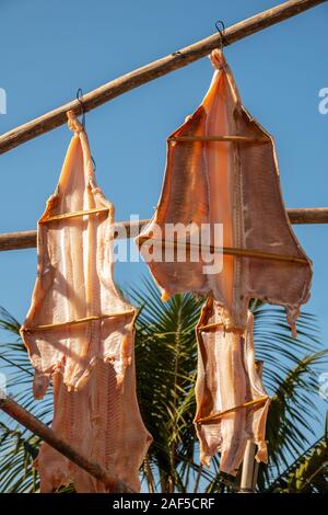 Fish hanging up to dry on fishing boats in the port of Camara De Lobos, Madeira, Portugal. Stock Photo