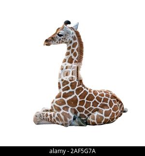 Young Giraffe resting isolated on white background Stock Photo