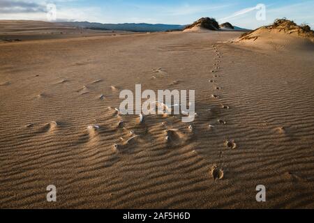 Sand dunes at sunset, the trail of an animal and remaining bones of some animal Stock Photo
