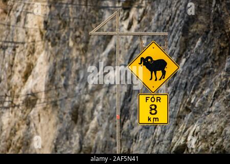 Bighorn Sheep Crossing road sign, for eight km. Warning yellow roads signs in selective focus view with rocky slope background Stock Photo