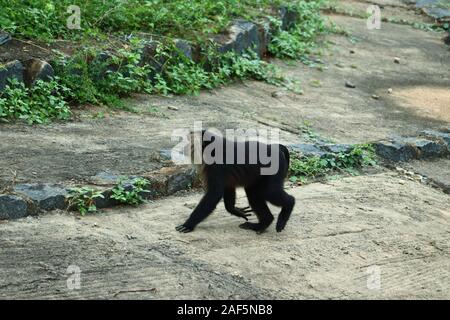 .lion-tailed macaque walking.Portrait of lion tailed macaque, full body, close up Stock Photo