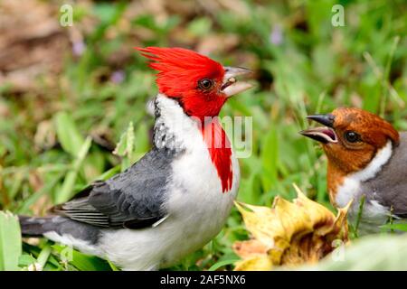 red-crested cardinal (Paroaria coronata) Male and Female Stock Photo