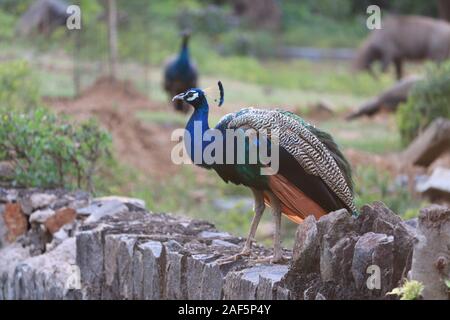 Indian Peacock, closeup, peacock head, peacock feathers, dancing, close up, close up of peacock Stock Photo