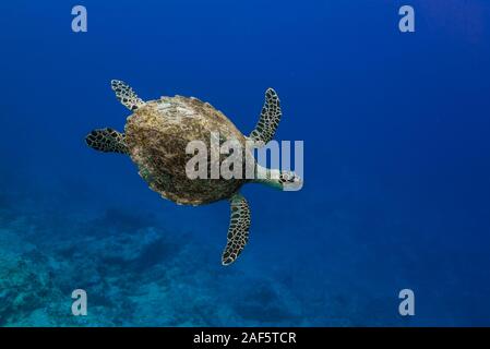 Green sea turtle swimming along with the slope of the big rock wall. Stock Photo
