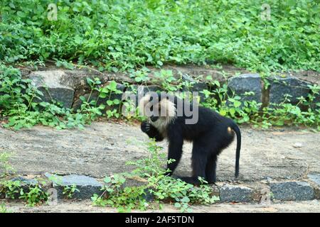 Close up of a Lion-tailed Macaque (Macaca silenus).lion-tailed macaque walking Stock Photo