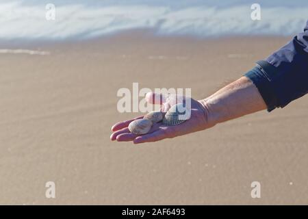 Seashells on a palm of man's hand, close up, sand beach background Stock Photo