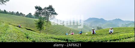 Pu Luong commune, Thanh Hoa province, Vietnam - October 1, 2019: panoramic image of Dao ethnic minority women harvesting green tea on the Long Coc tea Stock Photo