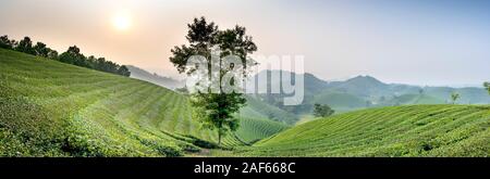 Pu Luong commune, Thanh Hoa province, Vietnam - October 1, 2019: panoramic image of Dao ethnic minority women harvesting green tea on the Long Coc tea Stock Photo