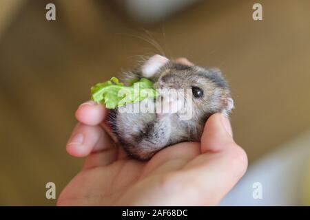 Small fluffy gray Dzungarian hamster eating green leaf of lettuce in child hand Stock Photo