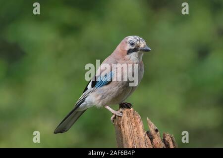 Eurasian jay (Garrulus glandarius) sits on wooden trunk, Lower Saxony, Germany Stock Photo