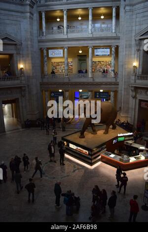 Visitors viewing the exhibits at the Smithsonian Museum of Natural History, one of the most visited museums in the United States. Stock Photo