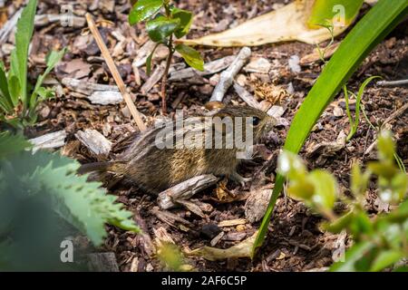 Close up of a four-striped-grass-mouse (Rhabdomys pumilio) walking on the ground between grass and other plants, South Africa Stock Photo